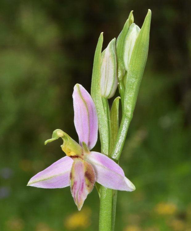 Ophrys apifera var. tilaventina Nonis & Liverani. 3.jpg