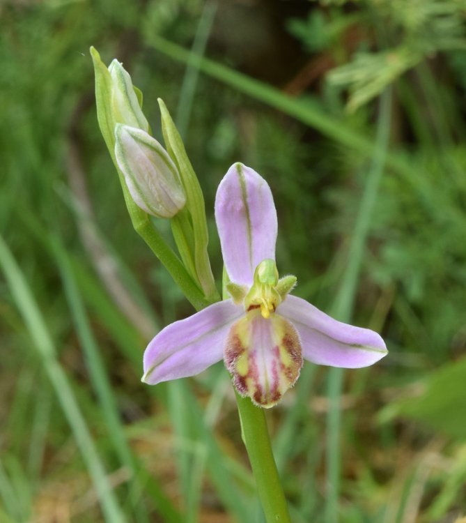 Ophrys apifera var. tilaventina Nonis & Liverani. 4.jpg