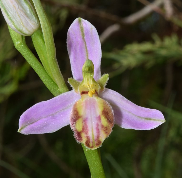 Ophrys apifera var. tilaventina Nonis & Liverani. 5.jpg