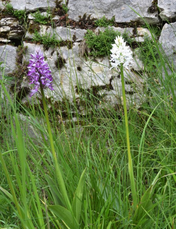 Orchis militaris L. 1753 (1).jpg