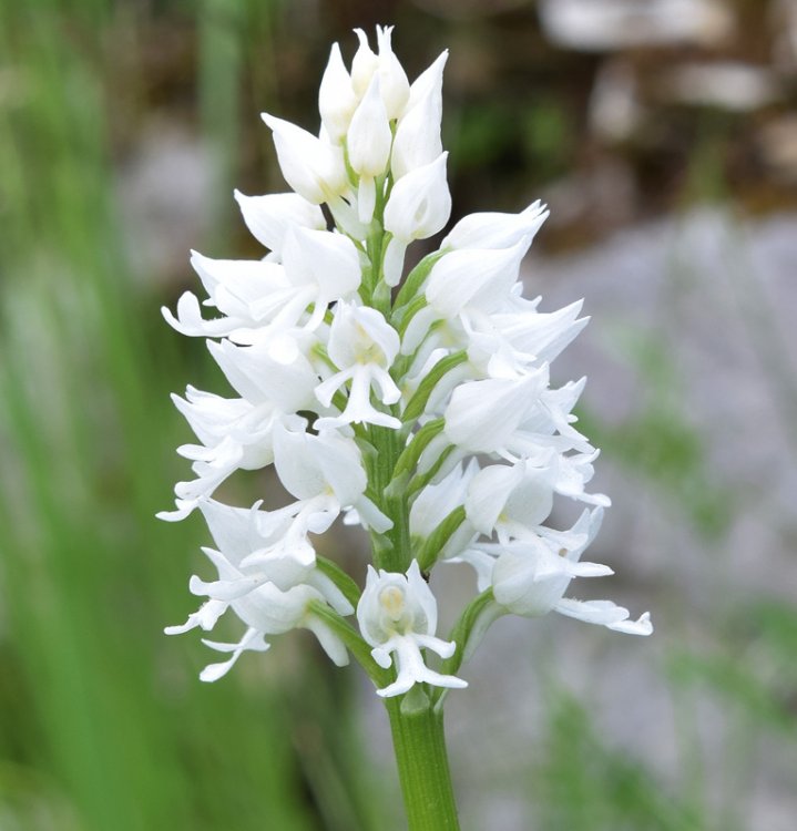 Orchis militaris L. 1753  apocromica. 1.jpg