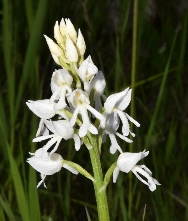 Orchis militaris L. 1753  apocromica. 3.jpg