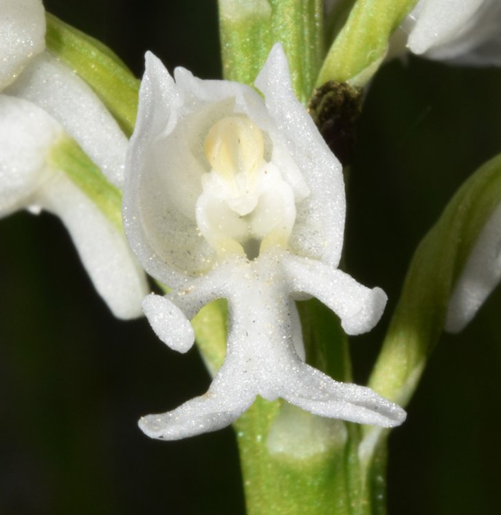 Orchis militaris L. 1753  apocromica. 4.jpg