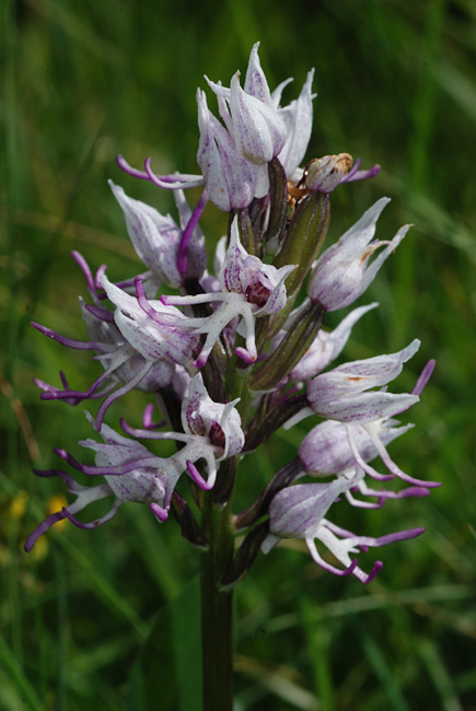 Orchis-simia 01.jpg