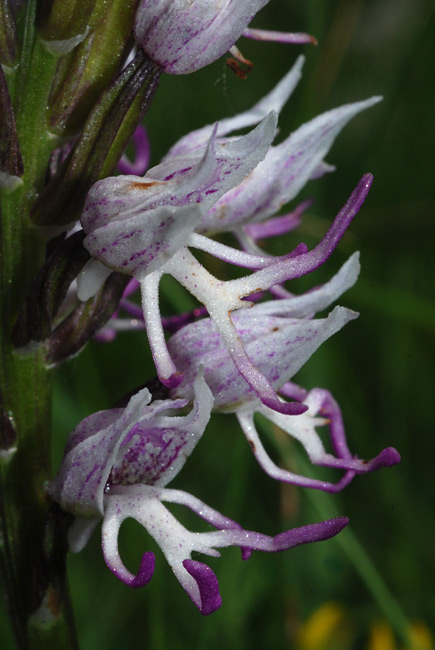 Orchis-simia 02.jpg