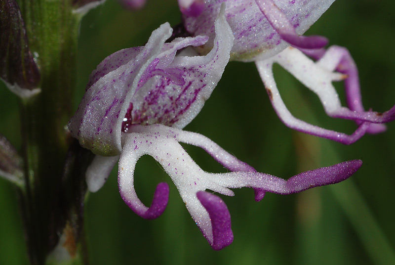 Orchis-simia 03.jpg