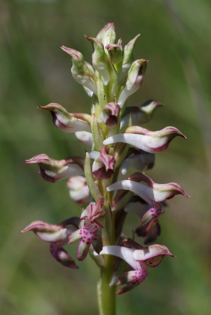 Anacamptis-coriophora-subsp.-coriophora-01.jpg