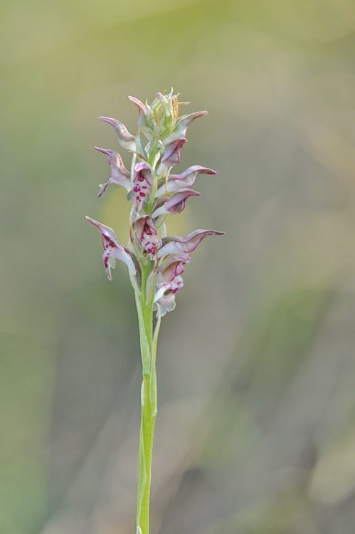 Anacamptis_coriophora-fragrans2.jpg