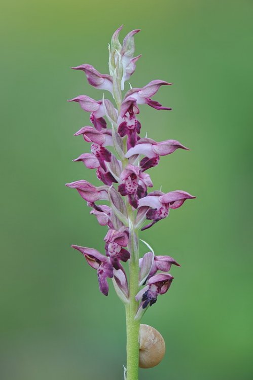 Anacamptis_coriophora-fragrans4.jpg