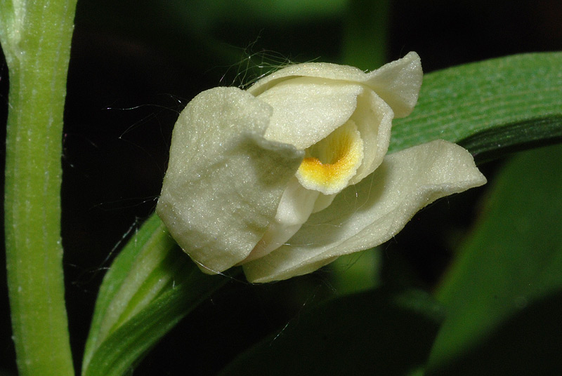 Cephalanthera-damasonium-02.jpg