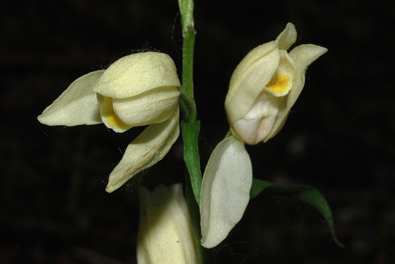 Cephalanthera-damasonium-03.jpg