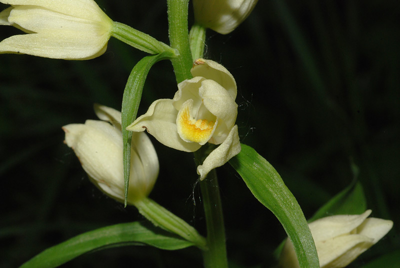 Cephalanthera-damasonium-08.jpg