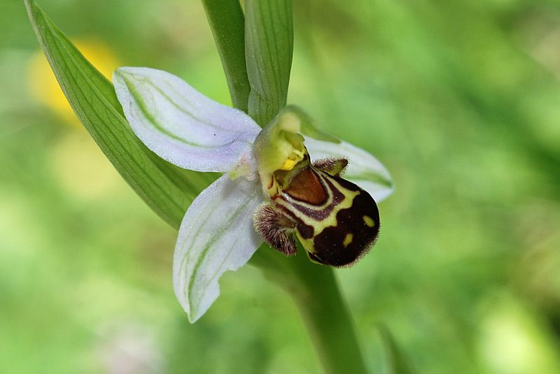 Ophrys-apifera-02.jpg