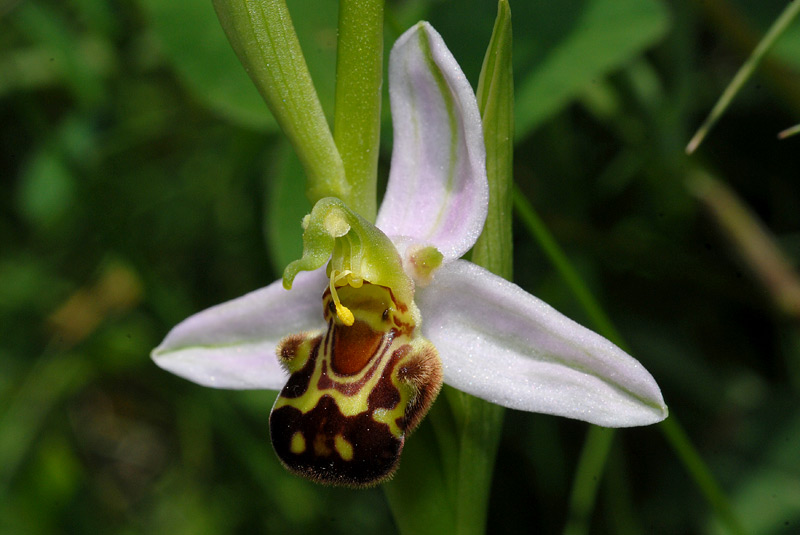 Ophrys-apifera-04.jpg