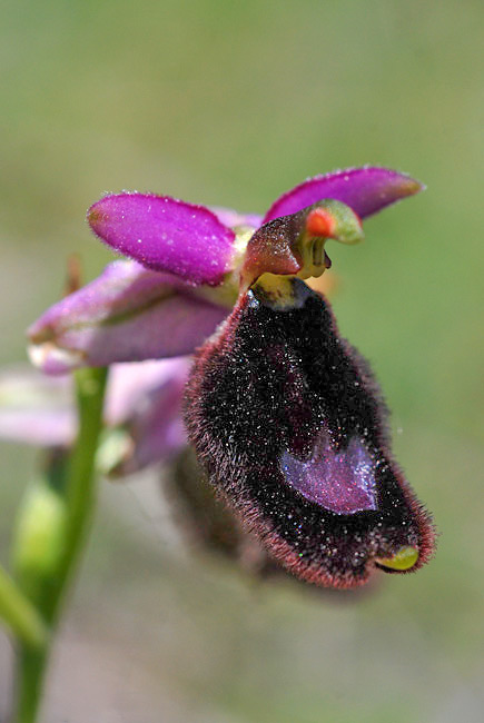 Ophrys-bertoloni-01.jpg