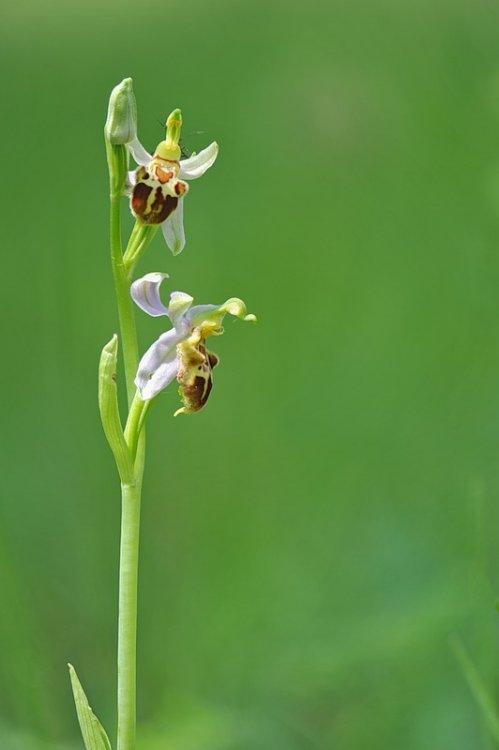 Ophrys_apifera-friburgensis1.thumb.jpg.20844516e6e1c4ee7fc89ef362e689e7.jpg