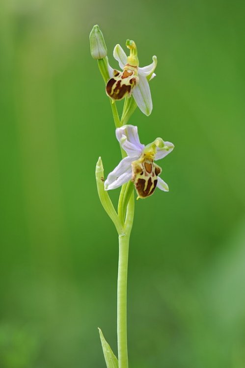 Ophrys_apifera-friburgensis3.thumb.jpg.820fdadecb2790d2433c7152bf4ba746.jpg