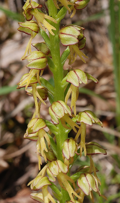 Orchis-antropophora_01.jpg