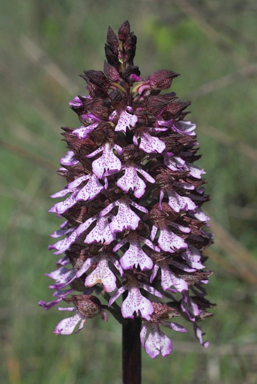 Orchis-purpurea-02.jpg