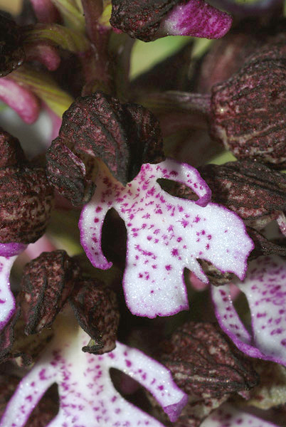 Orchis-purpurea-03.jpg