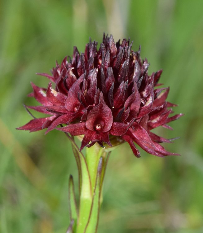 Nigritella sl. 2.jpg