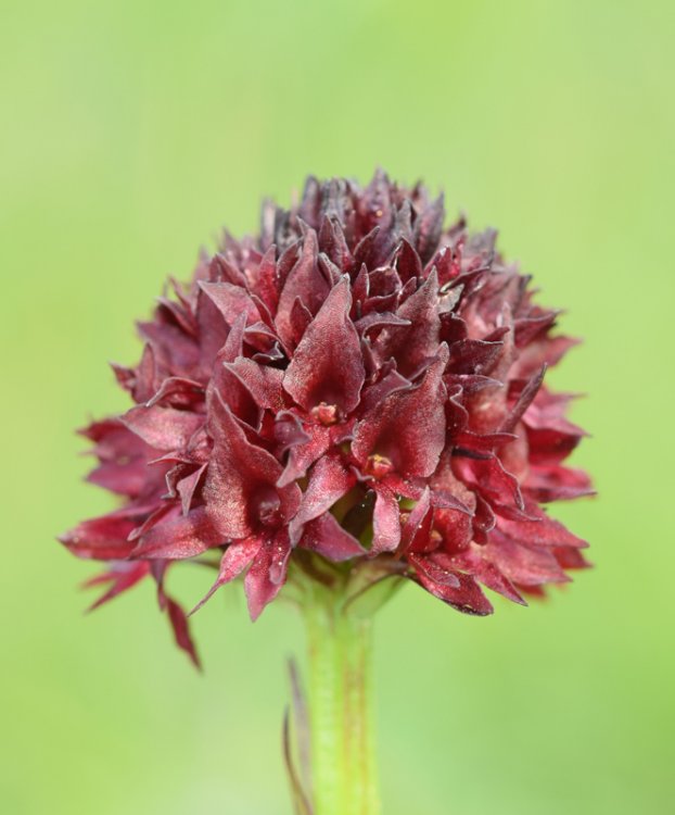 Nigritella sl. 5.jpg