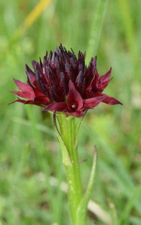 Nigritella sl. 7.jpg