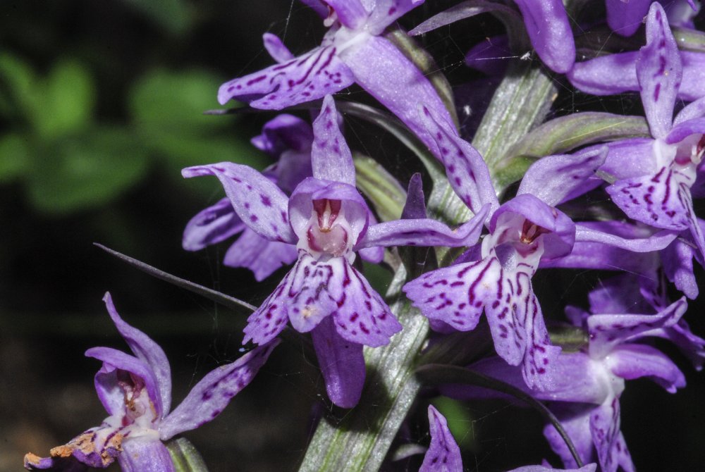 Dactylorhiza maculata subsp fuchsii  03.jpg