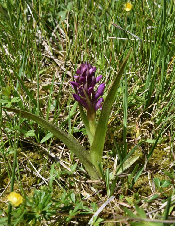 Dactylorhiza incarnata subsp. incarnata (L.) Soò 1962. 1.jpg