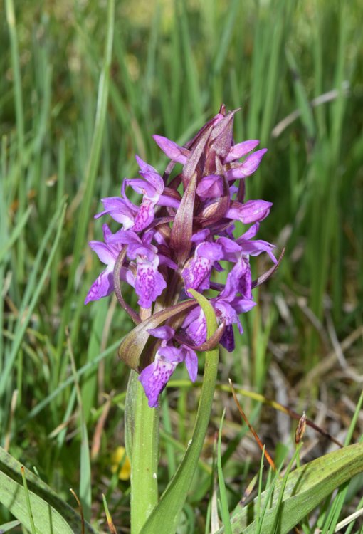 Dactylorhiza incarnata subsp. incarnata (L.) Soò 1962. 2.jpg