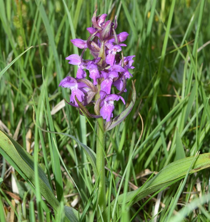 Dactylorhiza incarnata subsp. incarnata (L.) Soò 1962. 4.jpg