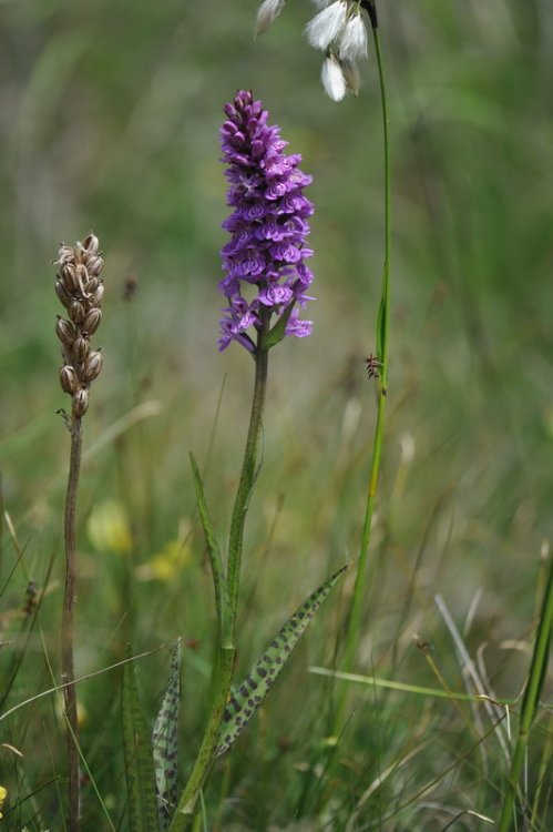 Dactylorhiza_×kerneriorum.jpg