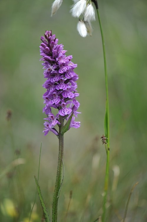 Dactylorhiza_×kerneriorum0.jpg