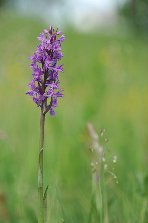 Dactylorhiza_×silvae-gabretae1.JPG