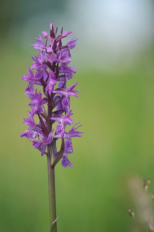 Dactylorhiza_×silvae-gabretae.jpg