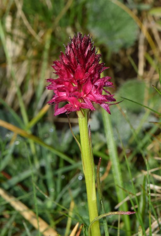 Gymnadenia miniata ( Crantz) Hayek. 2.jpg