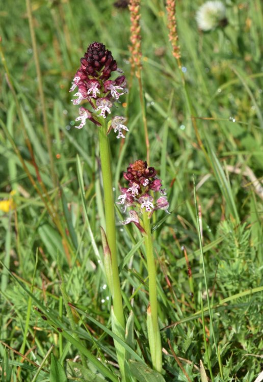 Neotinea ustulata (L.) R.M. Bateman, Pridgeon & M.W. Chase 1997. 8.jpg