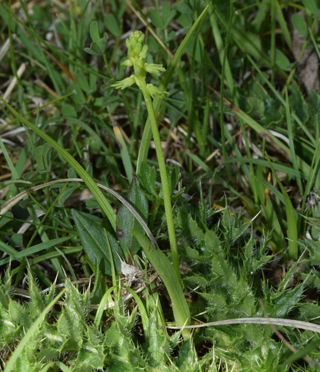 Herminium monorchis (L.) R.Br. in W.T. Aiton. 1.jpg