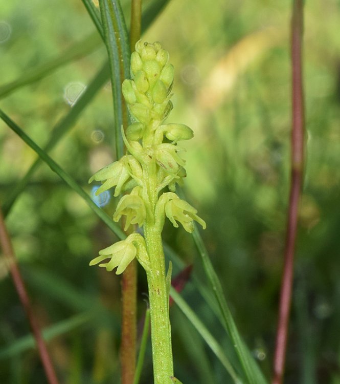 Herminium monorchis (L.) R.Br. in W.T. Aiton. 4.jpg