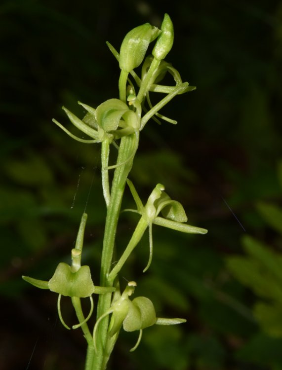 Liparis kumokiri subsp. nemoralis (Perazza,Decarli,Filippin,Bruna & Regattin) Perazza & Tsutsumi. 1.jpg