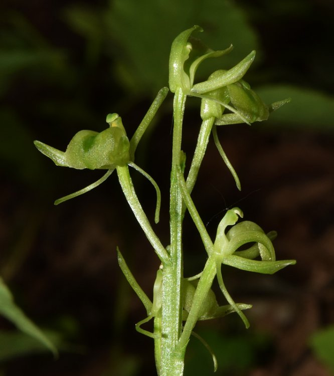 Liparis kumokiri subsp. nemoralis (Perazza,Decarli,Filippin,Bruna & Regattin) Perazza & Tsutsumi. 2.jpg