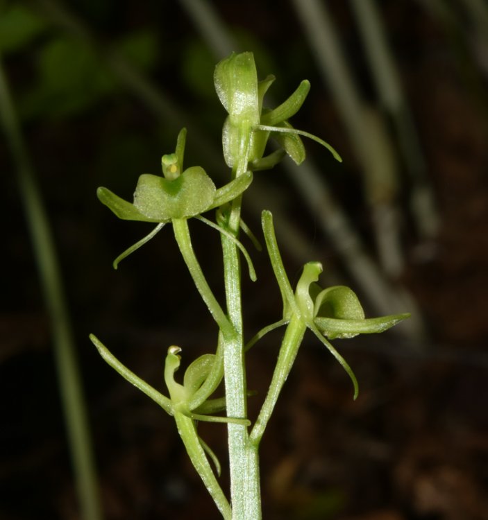 Liparis kumokiri subsp. nemoralis (Perazza,Decarli,Filippin,Bruna & Regattin) Perazza & Tsutsumi. 3.jpg