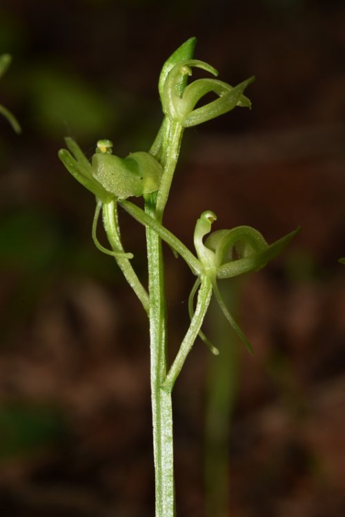 Liparis kumokiri subsp. nemoralis (Perazza,Decarli,Filippin,Bruna & Regattin) Perazza & Tsutsumi. 6.jpg