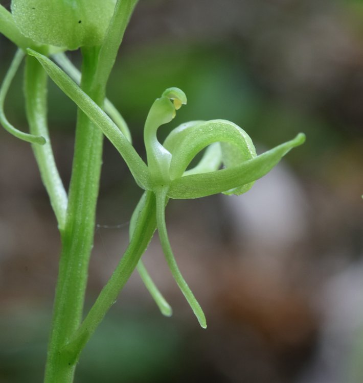 Liparis kumokiri subsp. nemoralis (Perazza,Decarli,Filippin,Bruna & Regattin) Perazza & Tsutsumi. 7.jpg