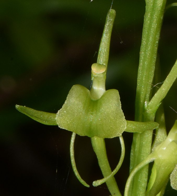 Liparis kumokiri subsp. nemoralis (Perazza,Decarli,Filippin,Bruna & Regattin) Perazza & Tsutsumi. 8.jpg