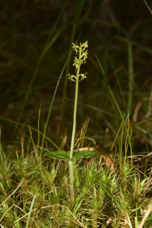 Listera cordata (L.) R. Br. in W.T. Aiton 1813. 1.jpg