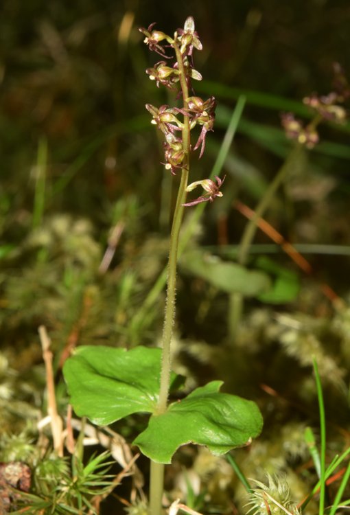 Listera cordata (L.) R. Br. in W.T. Aiton 1813. 2.jpg