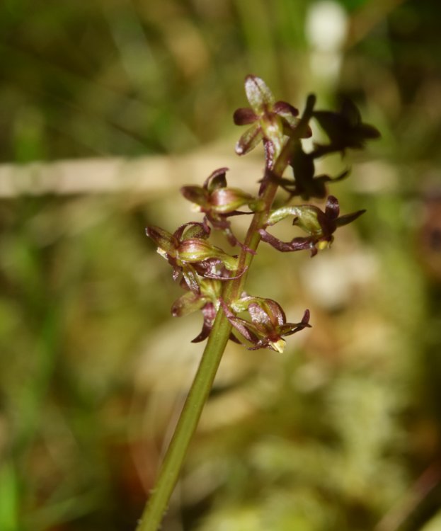 Listera cordata (L.) R. Br. in W.T. Aiton 1813. 3.jpg