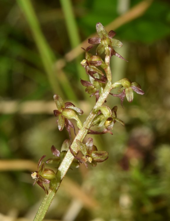 Listera cordata (L.) R. Br. in W.T. Aiton 1813. 4.jpg