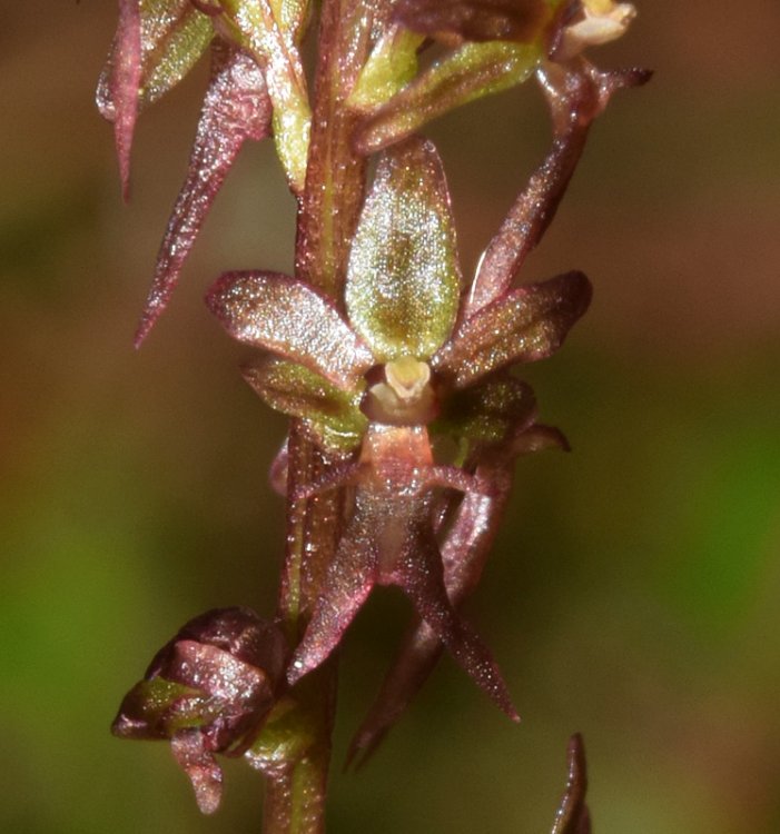 Listera cordata (L.) R. Br. in W.T. Aiton 1813. 5.jpg